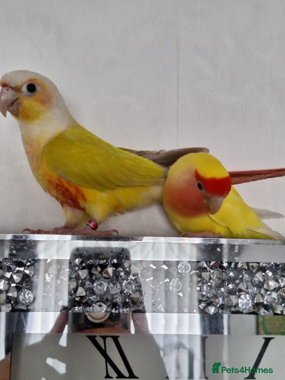 Conures birds for sale: Conure and Lovebird for Sale  - Image 2