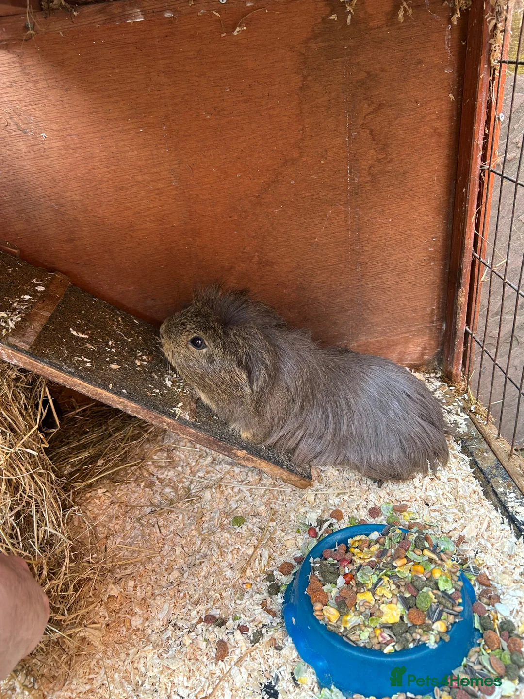 Guinea Pig rodents for sale: Two Guinea pigs looking for a loving home  in Wrexham - Advert 2