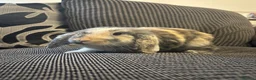Mini Lop rabbits for sale: 4 month boy lop ear rabbit in Heanor - Advert 2