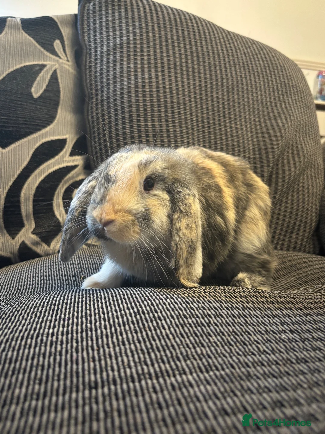 Mini Lop rabbits for sale: 4 month boy lop ear rabbit in Heanor - Advert 2