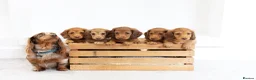 Miniature Dachshund dogs for sale: KC Longhaired Mini Dachshund puppies - Advert 1