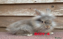 Lionhead rabbits for sale: Beautiful lionheads - Image 4