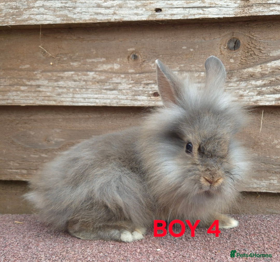 Lionhead rabbits for sale: Beautiful lionheads - Image 4