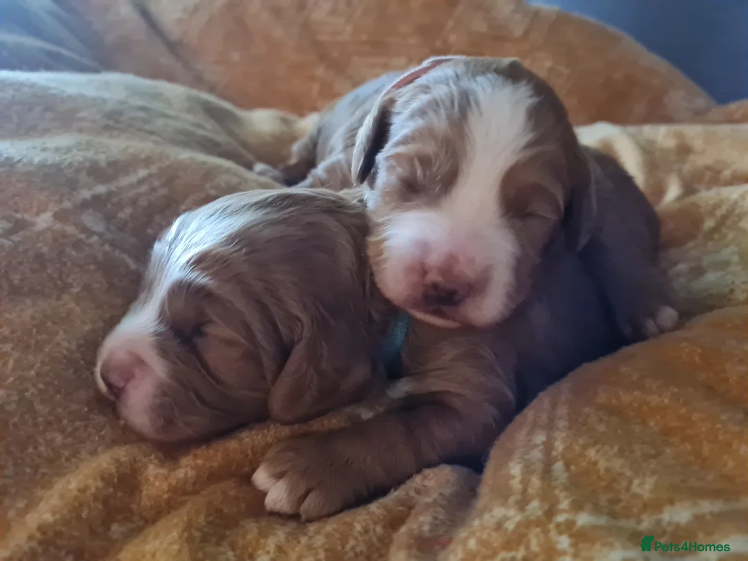 Cockapoo dogs for sale: Heath tested F1 toy cockapoo - Advert 1