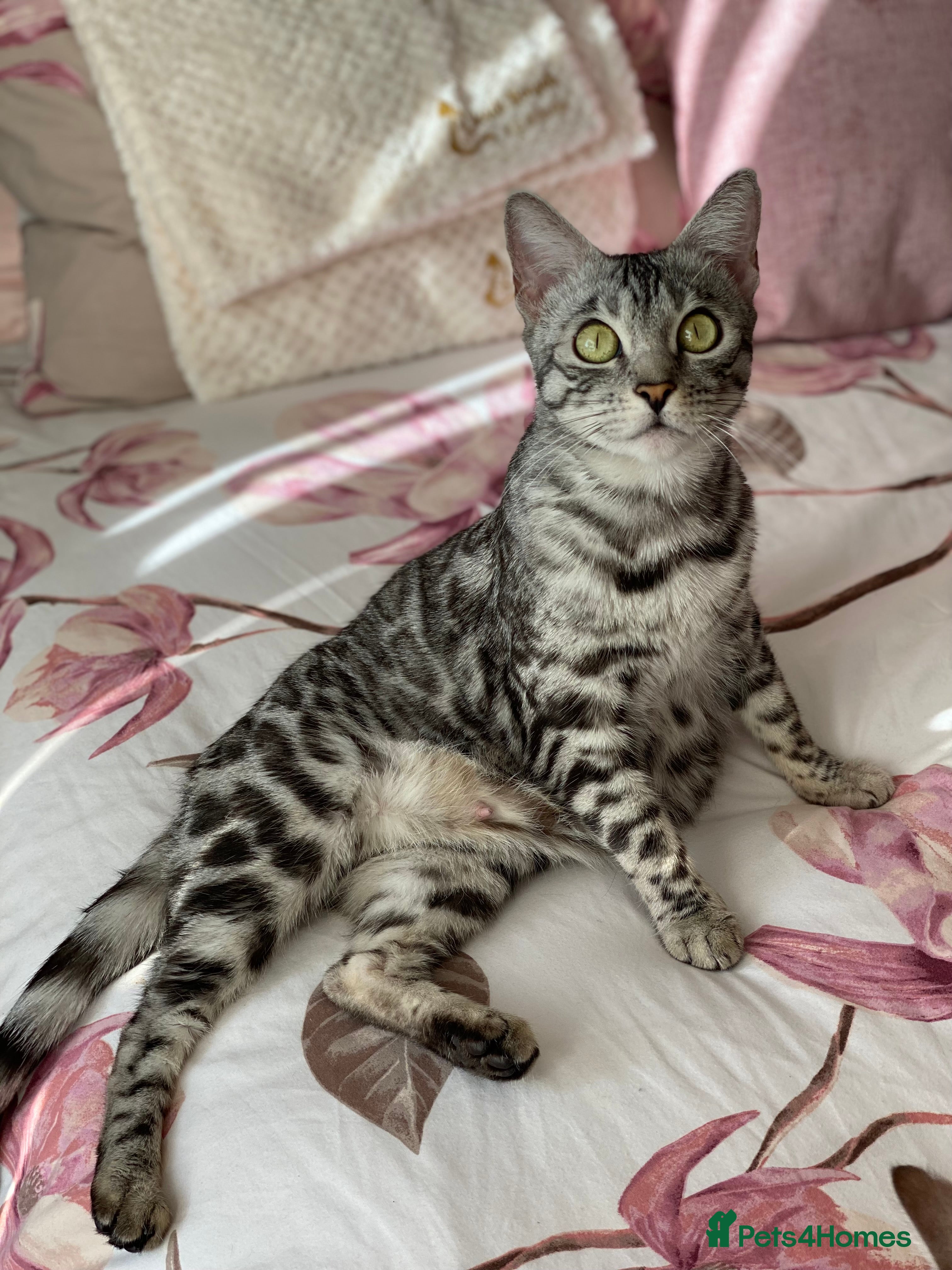 Bengal cats Silver black spotted tabby - Advert 2