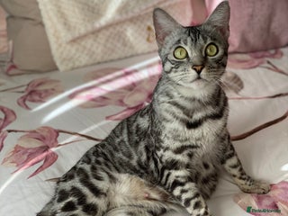 Bengal cats Silver black spotted tabby - Advert 2