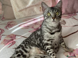 Bengal cats Silver black spotted tabby - Advert 5