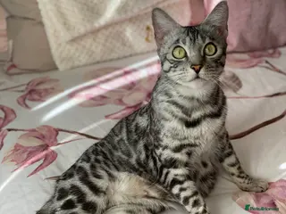 Bengal cats Silver black spotted tabby - Advert 6