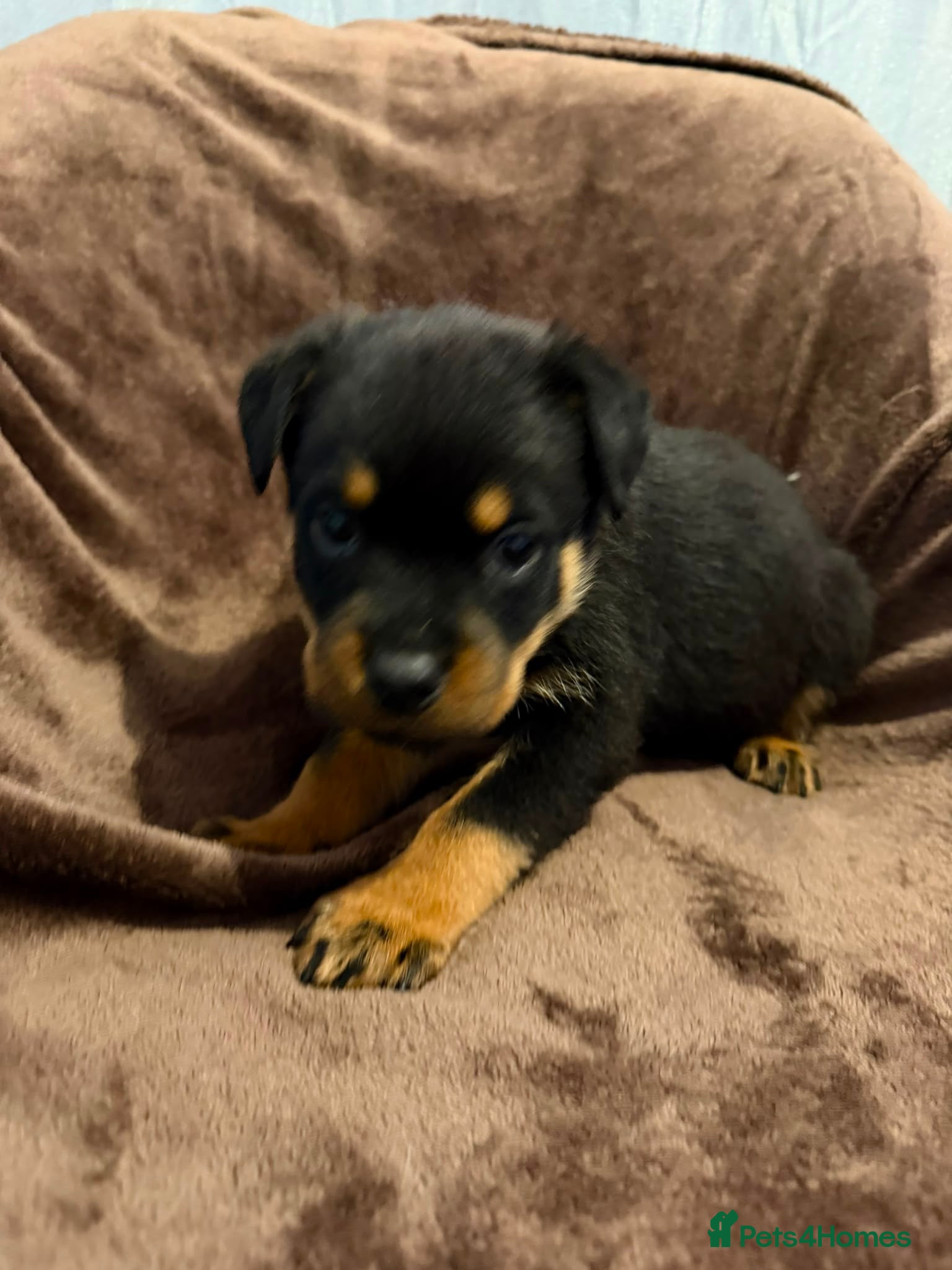 Rottweiler dogs German Rottweiler puppies  - Advert 4