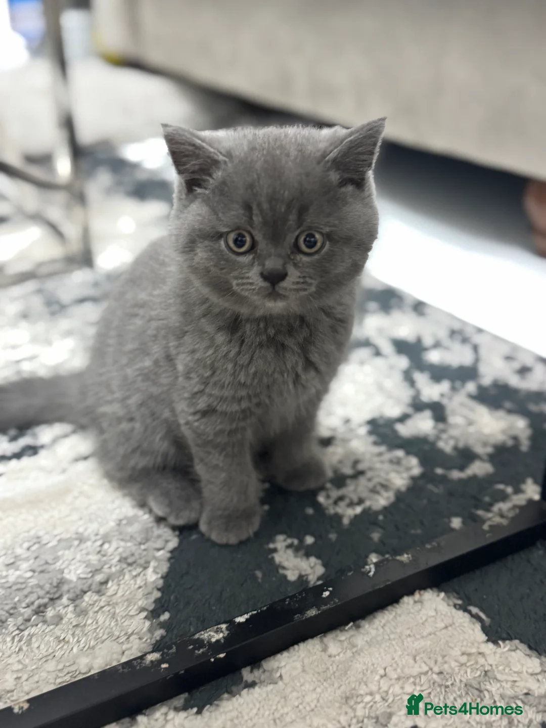 British Shorthair cats for sale: Registered British Shorthair Boy  - Advert 1