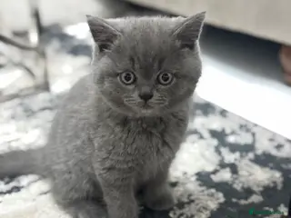 British Shorthair cats Registered British Shorthair Boy - Advert 2