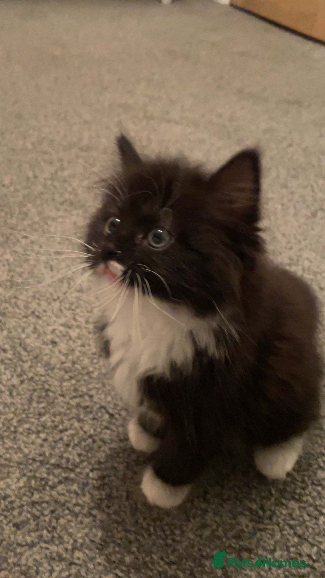 Mixed Breed cats for sale: black and white cat - Advert 2