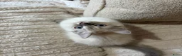 Ragdoll cats for sale: Ready Now. GCCF Beautiful Ragdoll Kittens eg - Advert 12