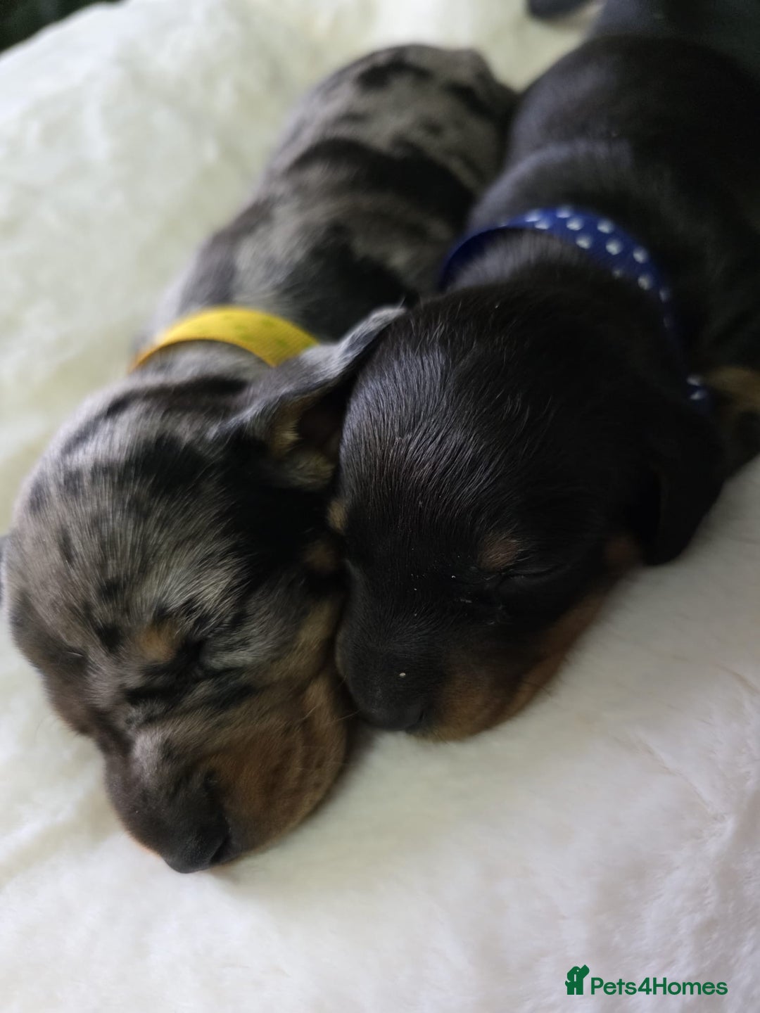 Dachshund dogs for sale: 4 Kc registred standard dachshund puppies  - Advert 11