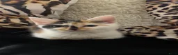 Mixed Breed cats for sale: Part maincoon kittens for sale very affectionate - Advert 13