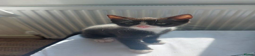 Black with white mouth patch
