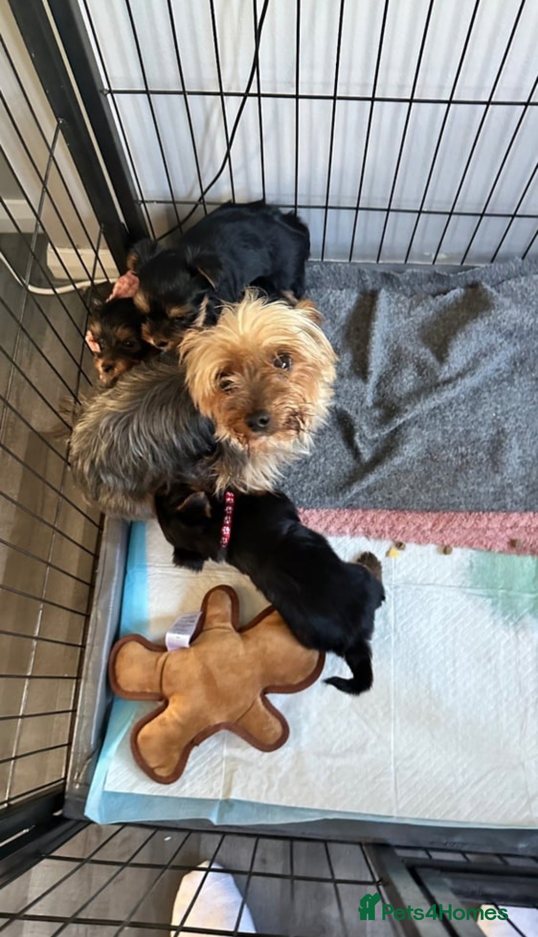Yorkshire Terrier dogs for sale: KC litter Yorkie puppies  - Image 4