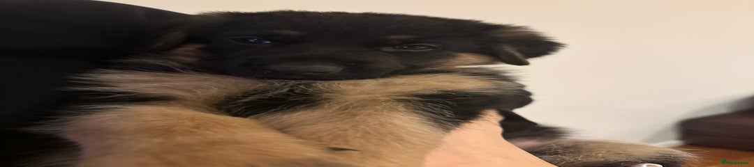 German Shepherd Puppy 6 darker pink