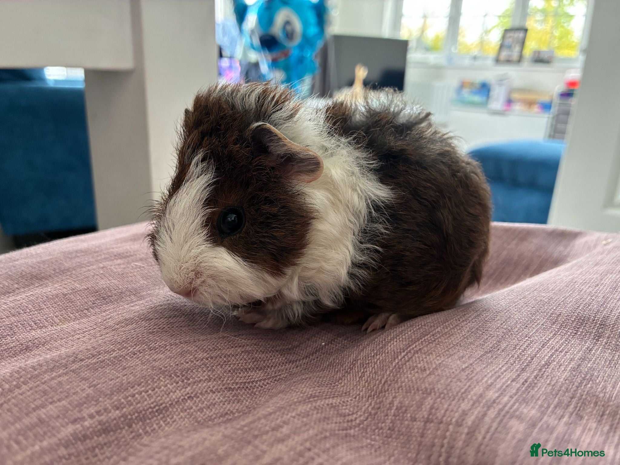 Guinea Pig rodents Male baby guinea pig for sale - Advert 1