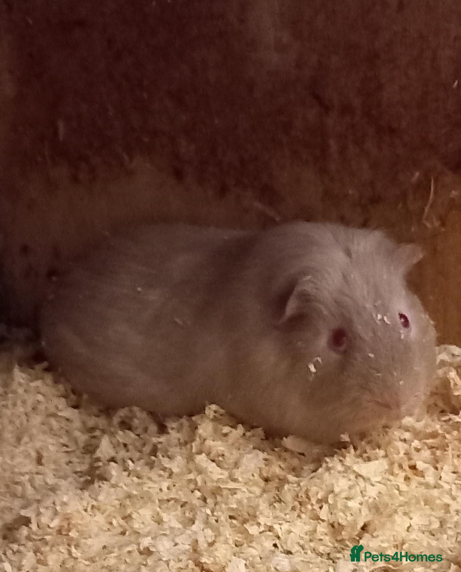 Guinea Pig rodents Two Male Guinea Pigs for Sale (will split) - Advert 1