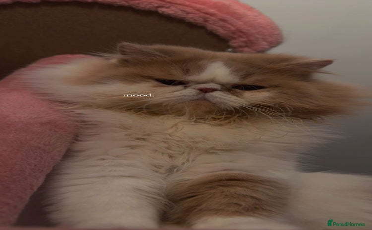 Persian cats - Advert 1