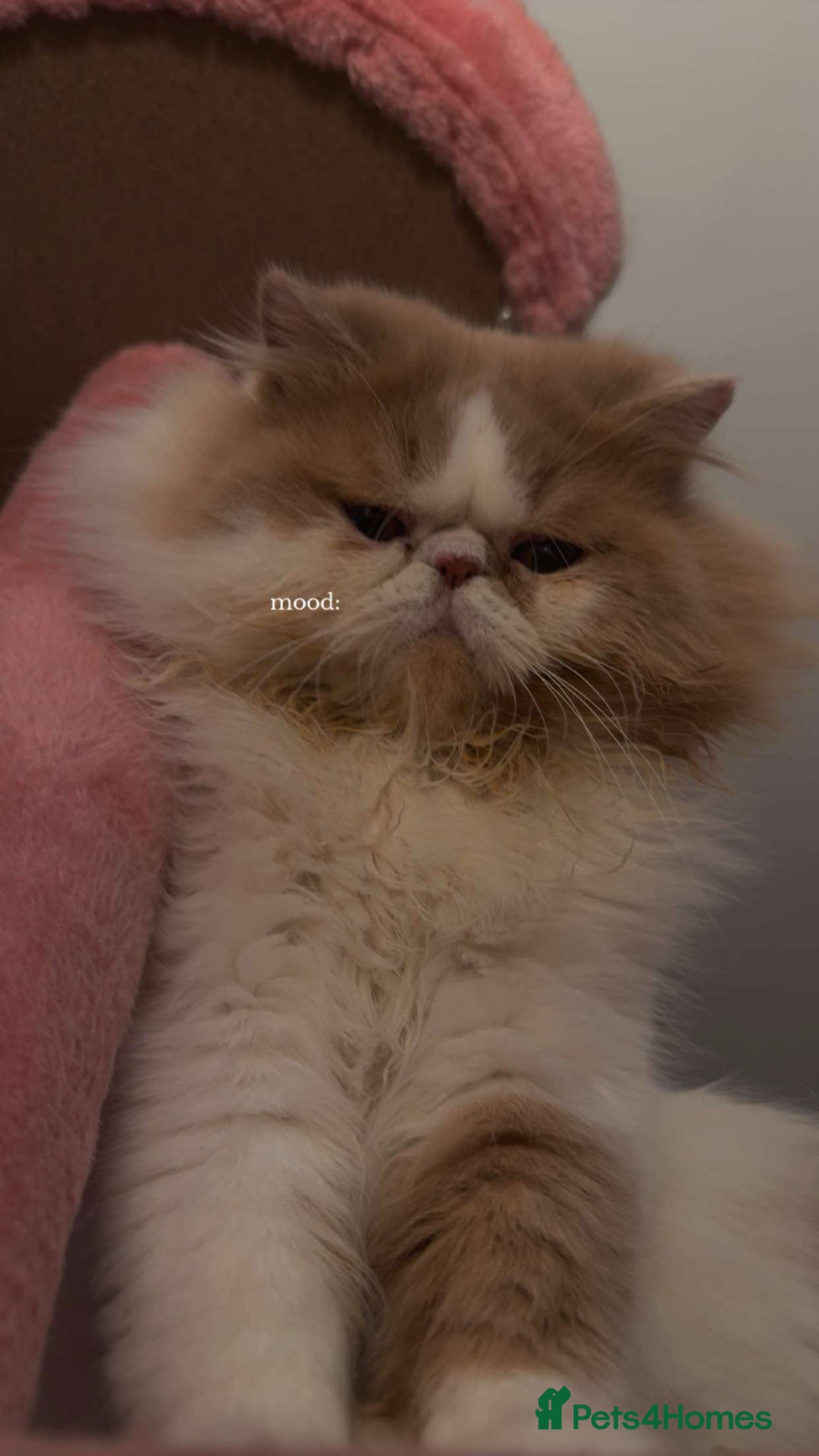 Persian cats for stud: My king Toulouse  - Advert 1