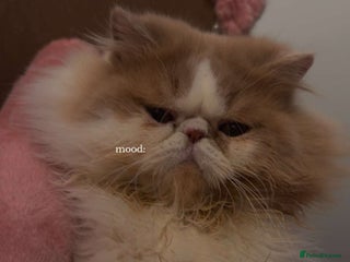 Persian cats - Advert 34