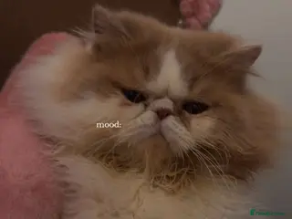 Persian cats My king Toulouse - Advert 3