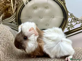 Guinea Pig rodents 16 Guinea pigs for sale 🩵Boys - Advert 1
