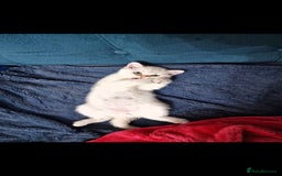 British Shorthair cats for sale: Pedigree British Short-hair kittens  - Image 15