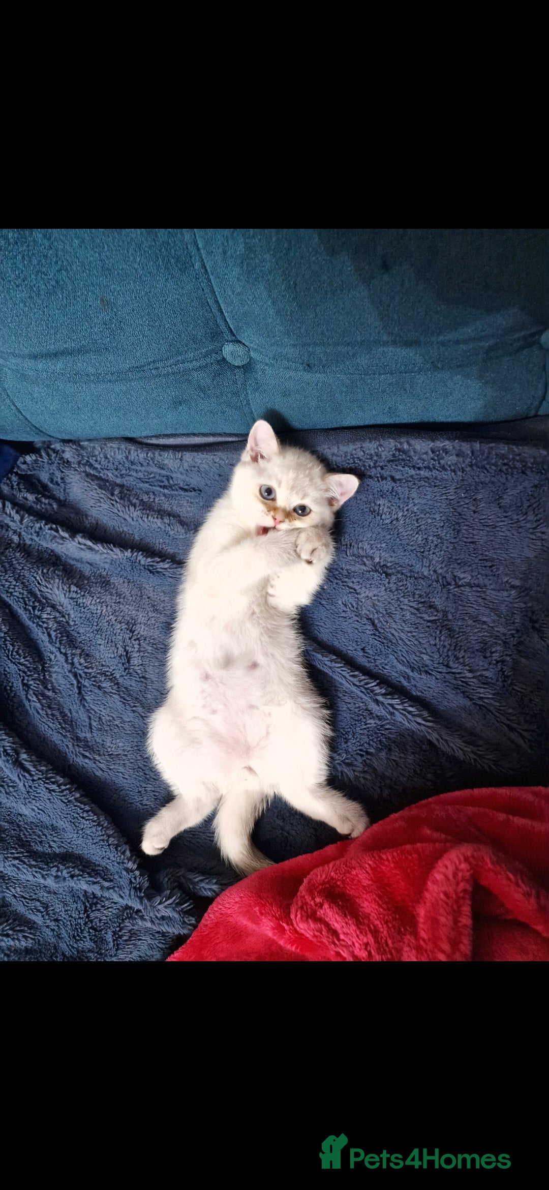 British Shorthair cats for sale: Pedigree British Short-hair kittens  - Image 15