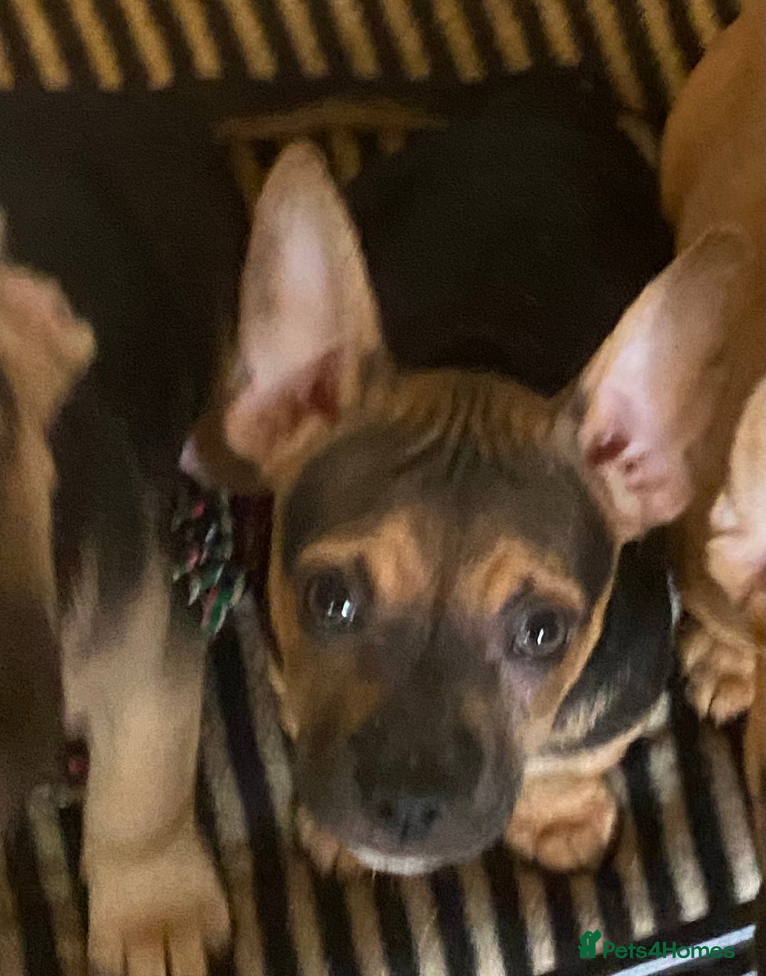 Mixed Breed dogs for sale: French bulldog cross jack russell pups for sale. - Image 13