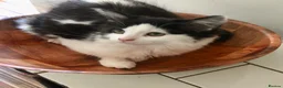 Mixed Breed cats for sale: Main Coon Mix Kittens looking for a home  - Advert 4