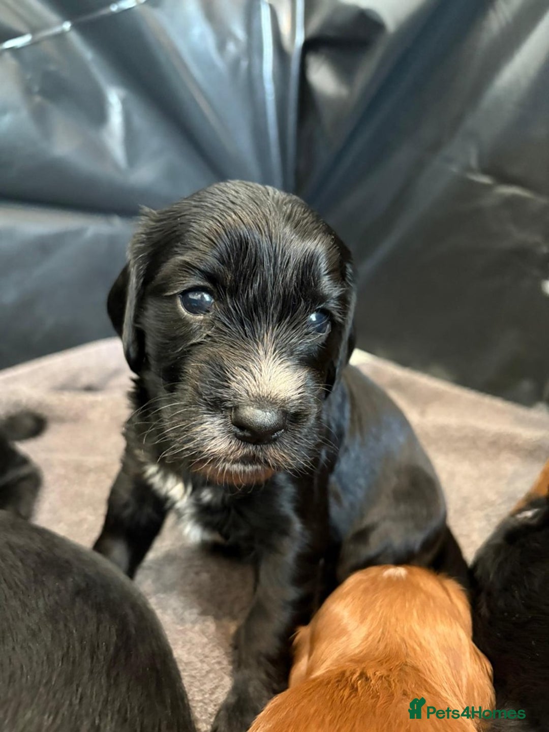 Cockapoo dogs for sale: Exceptional cockapoo pups- 1 Boy, 1 Girl left!! - Image 13