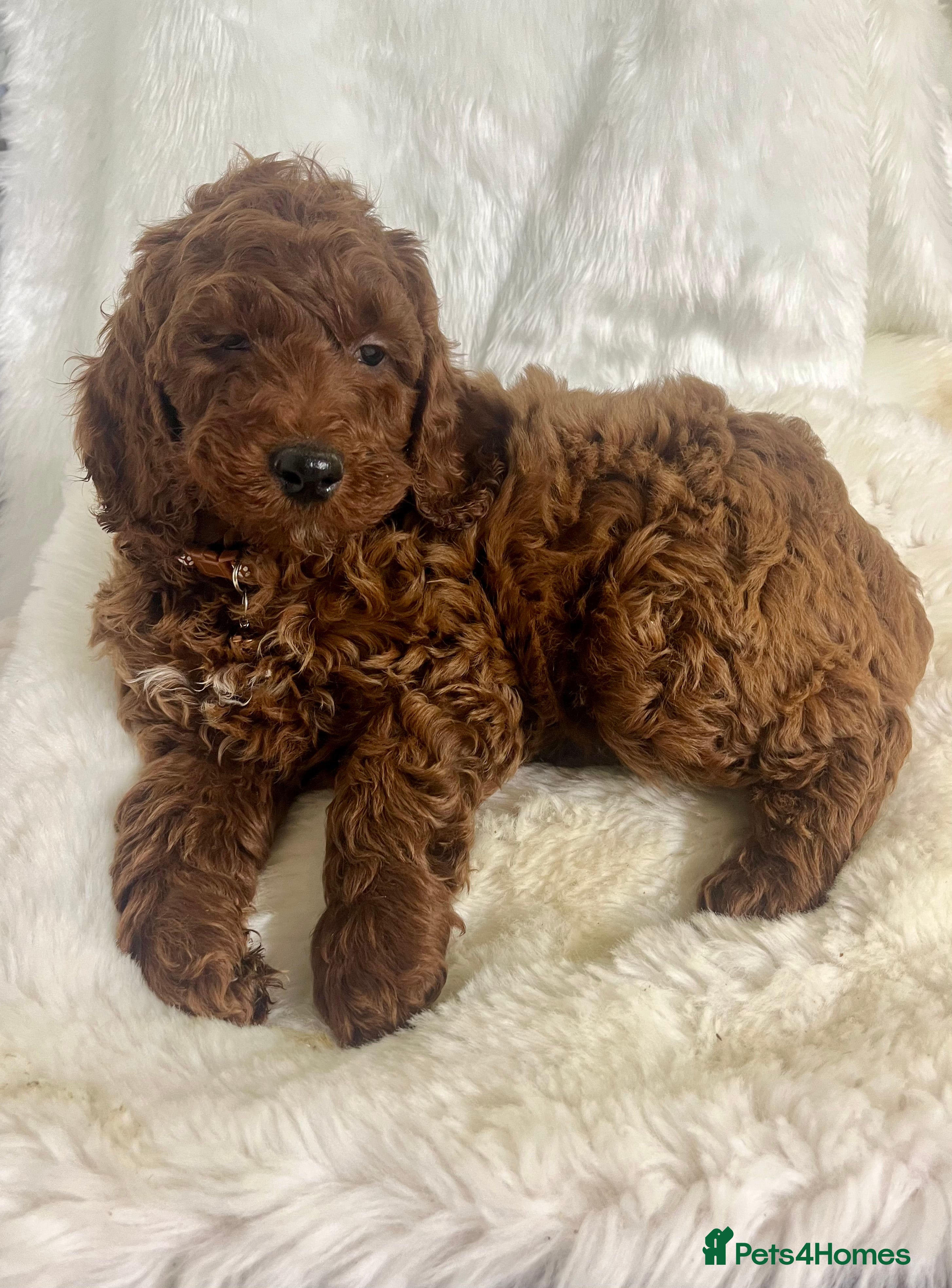 Goldendoodle dogs Outstanding quality fully tested Goldendoodle pups - Advert 7