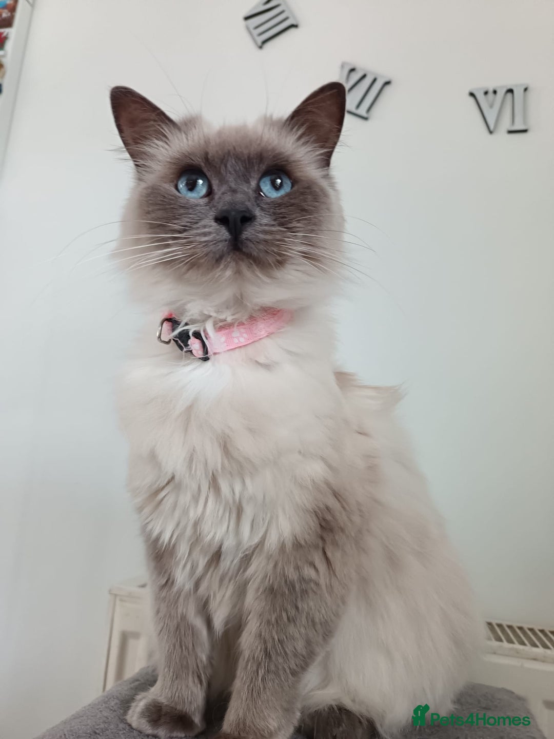 Ragdoll cats for sale: Dolly the Ragdoll - Advert 1