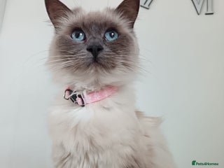 Ragdoll cats Dolly the Ragdoll - Advert 1