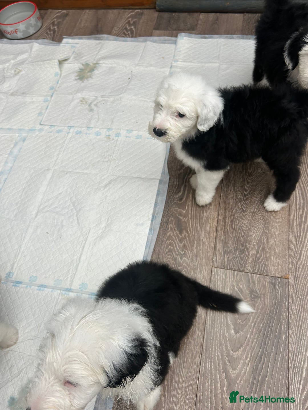 Old English Sheepdog dogs for sale: Outstanding Old English Sheepdog - Image 11