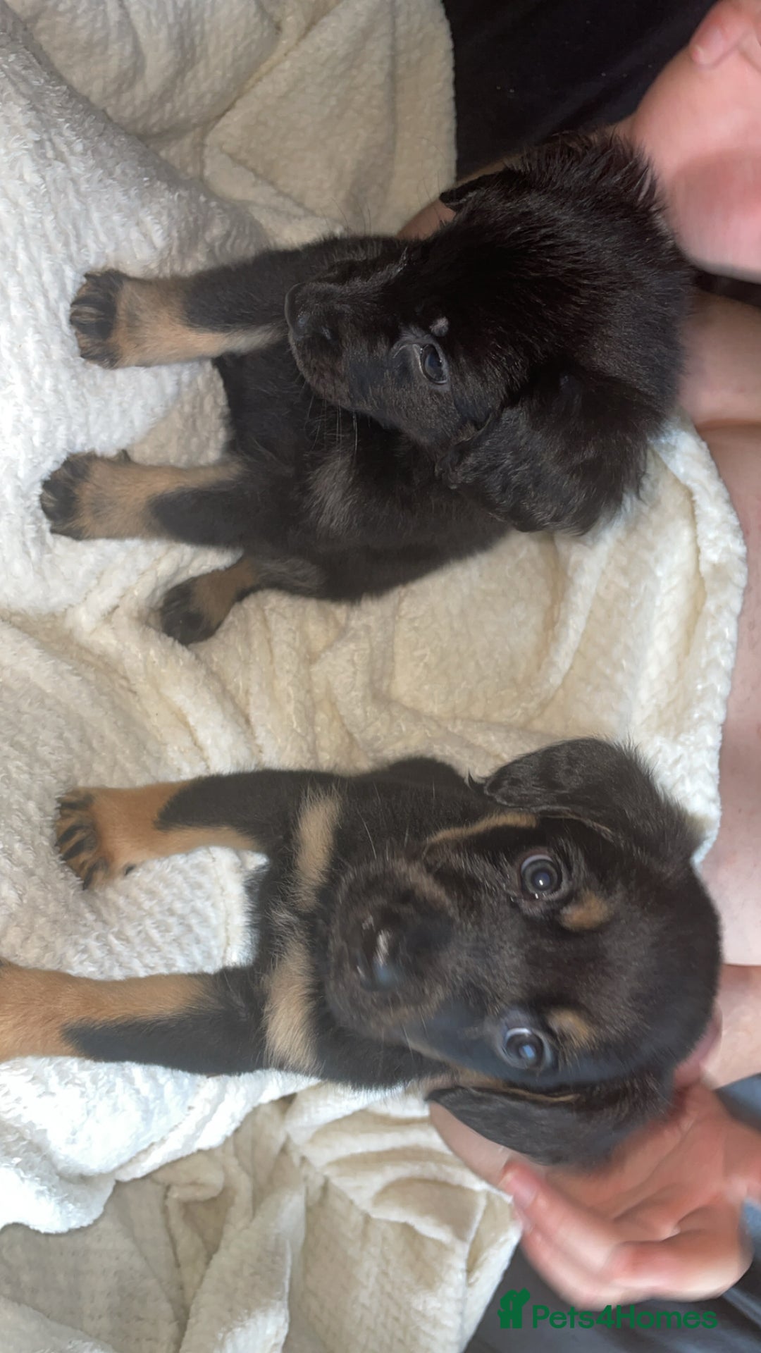 Mixed Breed dogs for sale: Cocker spaniel German Shepherd - Image 4