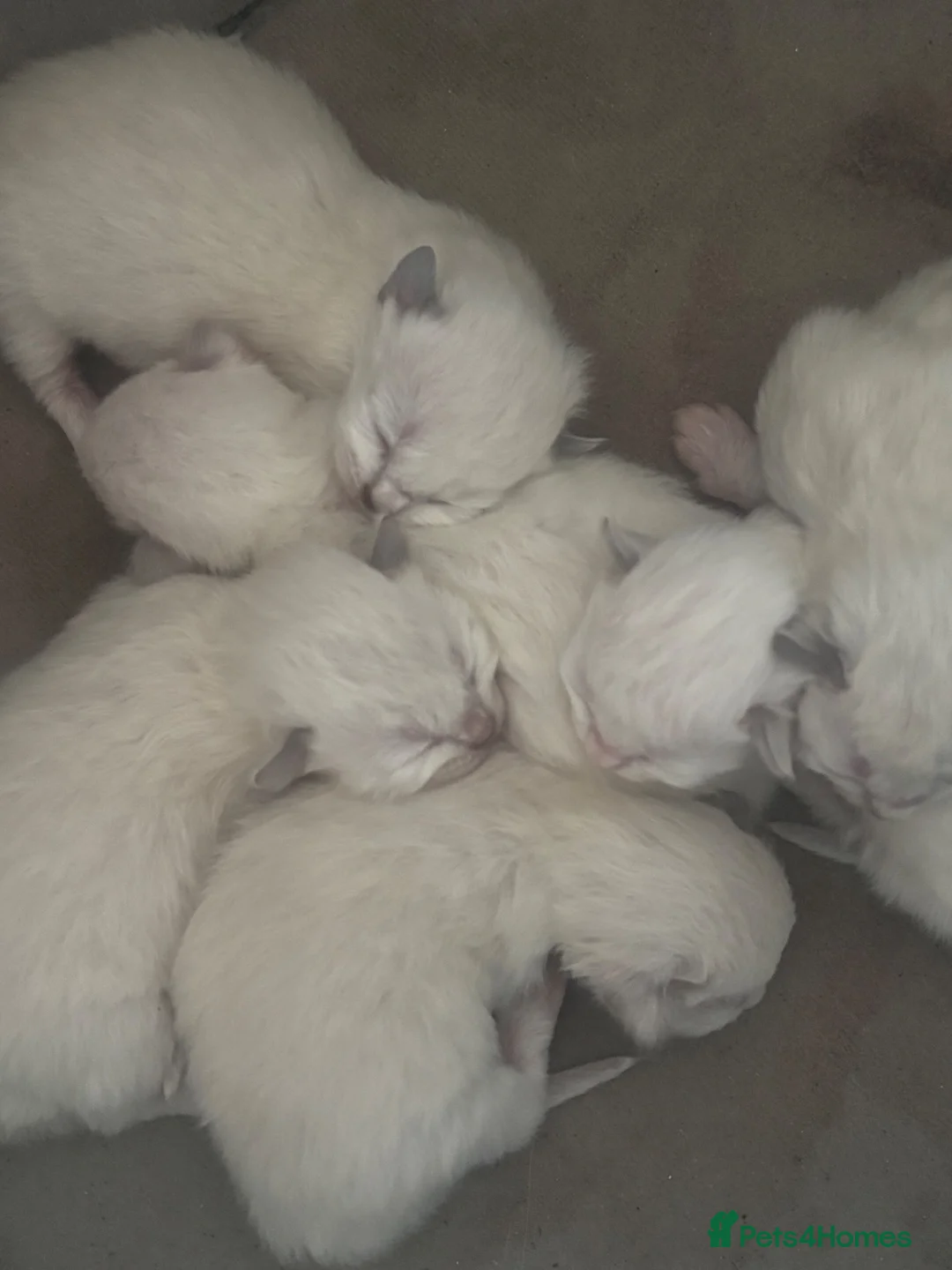 Ragdoll cats for sale: Pedigree Ragdolls  - Advert 1