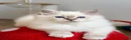 Ragdoll cats for sale: Ready To Leave Blue Lynx Ragdoll 💙Deep Blue Eyes - Advert 13