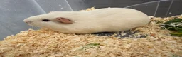 Guinea Pig rodents for sale: Guinea pigs in need of new homes!  - Advert 4