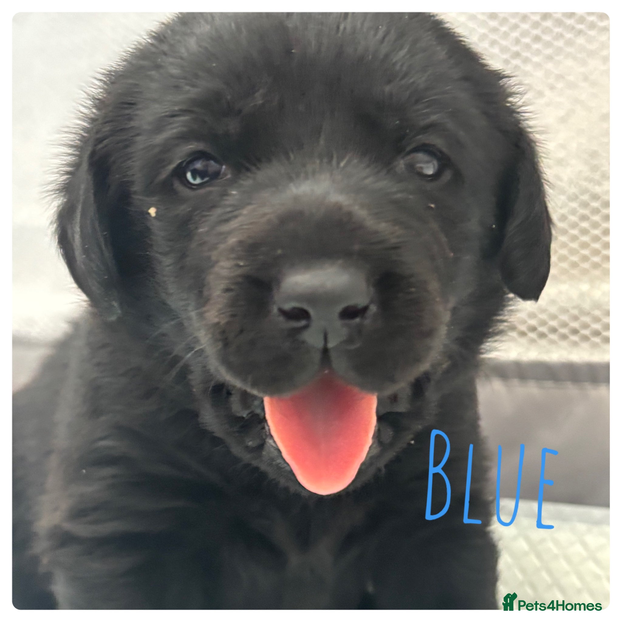 Labrador Retriever dogs Black Labrador puppies - Advert 8