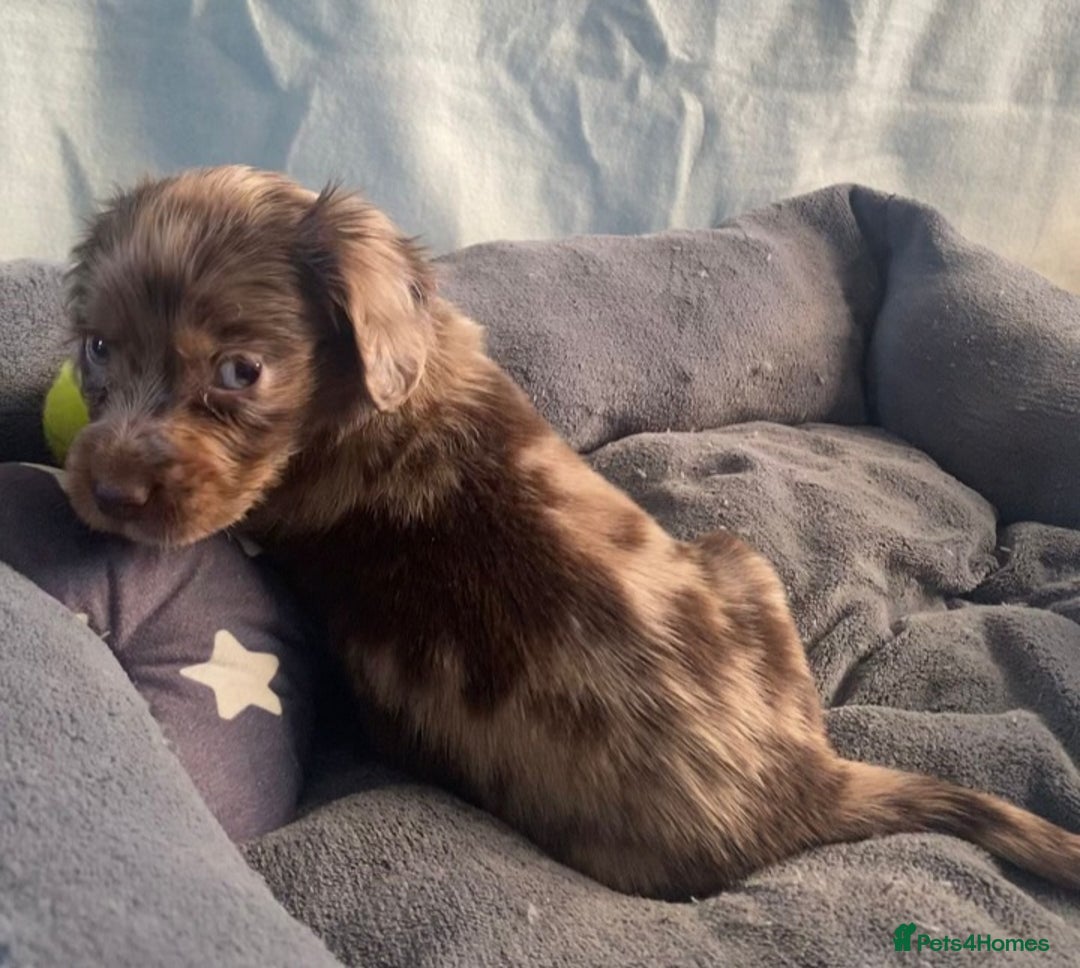 Cocker Spaniel dogs for sale: Cocker spaniel  puppies  - Advert 9