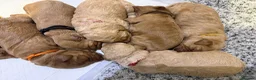 Labradoodle dogs for sale: 🐾 F1B Labradooles 🐾 2 sold already  in Ware - Advert 17