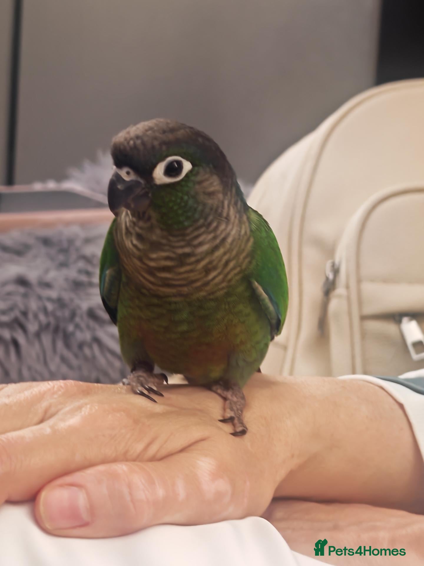 Conures birds Silly tame gcc male conure  - Advert 1
