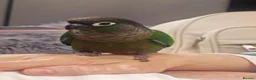 Conures birds for sale: Silly tame gcc male conure  in Salford - Advert 1