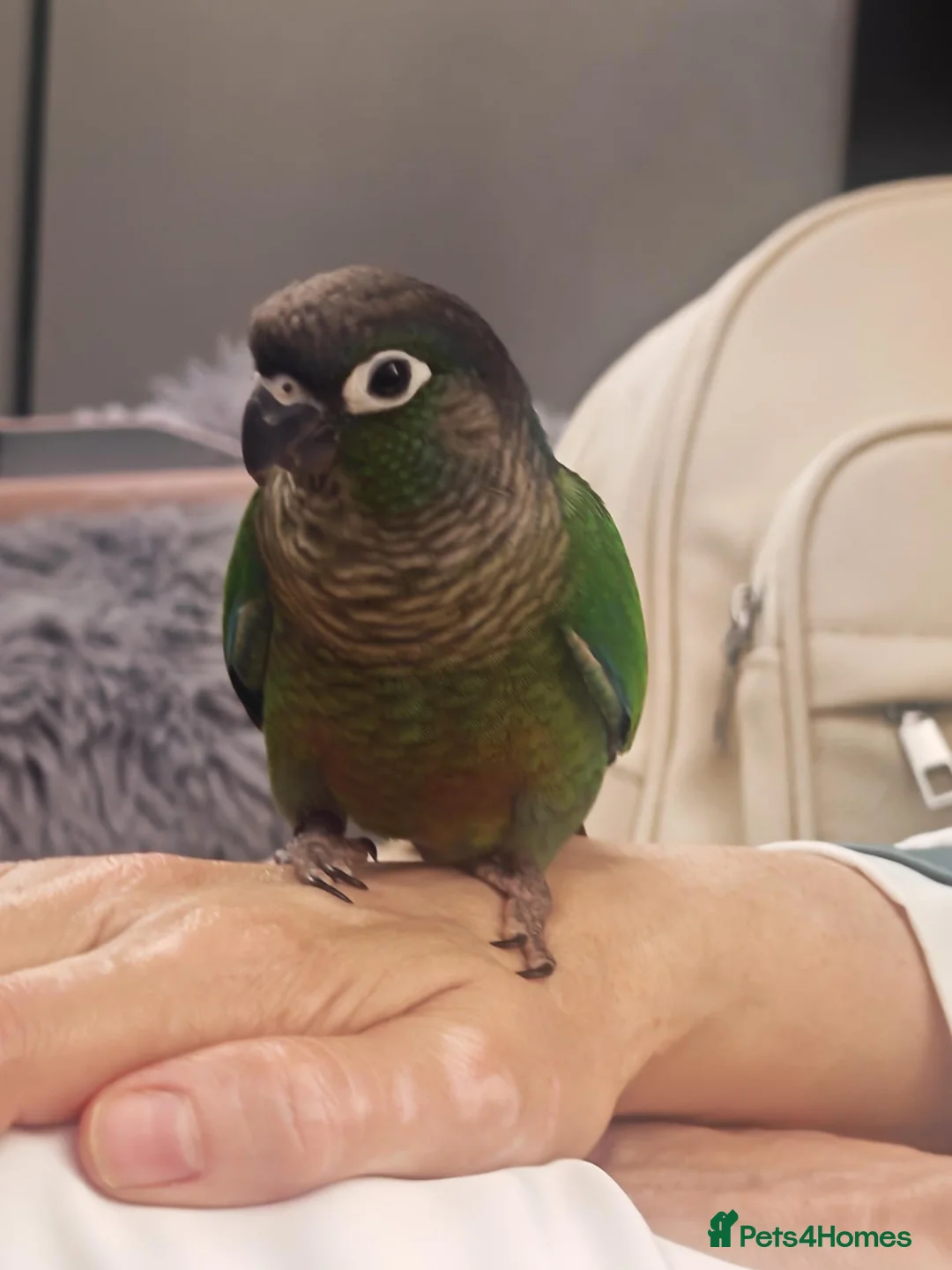 Conures birds for sale: Silly tame gcc male conure  in Salford - Advert 1