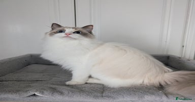 Ragdoll cats - Advert 15