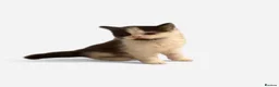 Mixed Breed cats for sale: 🐱7 beautiful kittens for sale! - Advert 12
